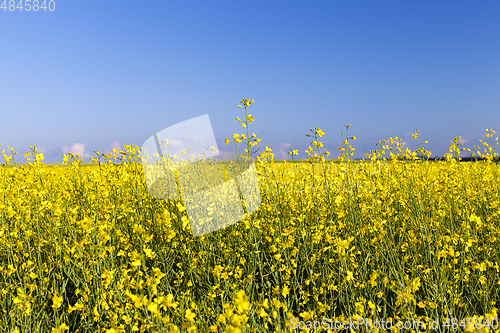 Image of An agricultural field with a crop