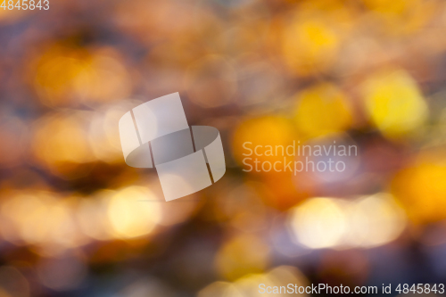Image of Yellow fallen leaves
