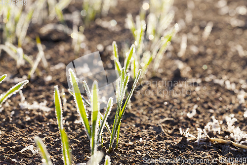 Image of green wheat in a frost