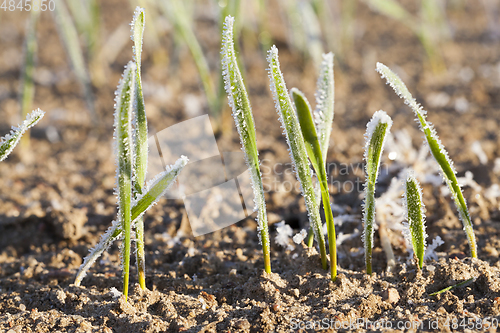 Image of green wheat in a frost