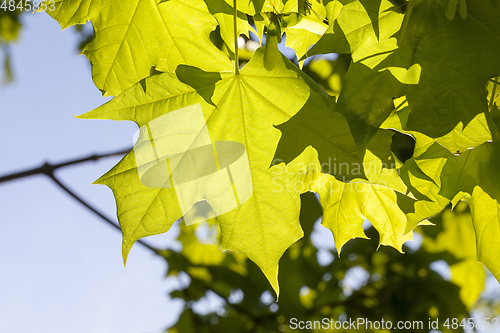 Image of young maple leaf