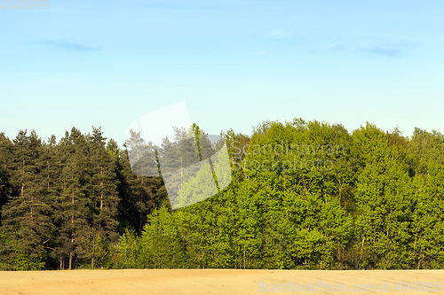 Image of Green mixed spring forest