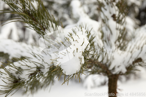 Image of Forest in winter