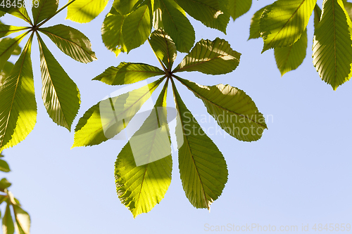 Image of tree leaves