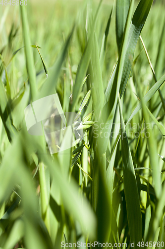 Image of Field with cereal