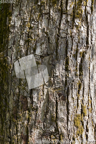 Image of Old Wood Tree