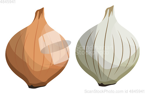 Image of Brown and white onion vector illustration of vegetables on white