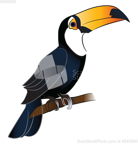 Image of Toucan bird with orange beak vector or color illustration