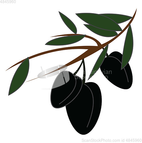 Image of Black olives on a branch simple vector illustration on white bac