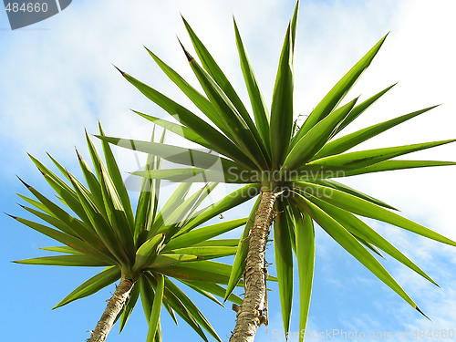 Image of Palm trees