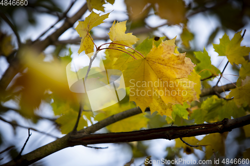 Image of Autumn Leaf