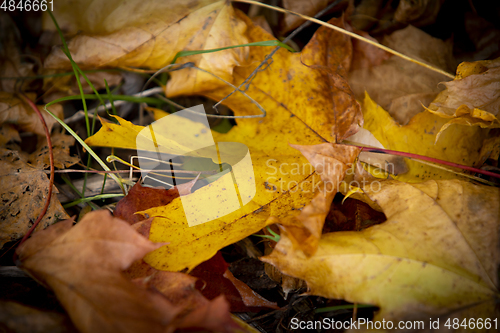 Image of Autumn Leaf