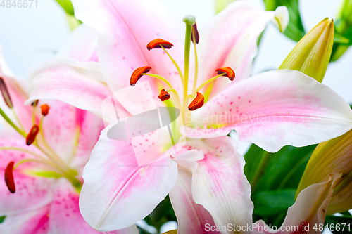 Image of pink lily flower bouquet