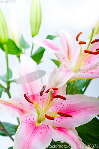 Image of pink lily flower bouquet