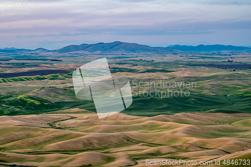 Image of Green rolling hills of farmland wheat fields seen from the Palou