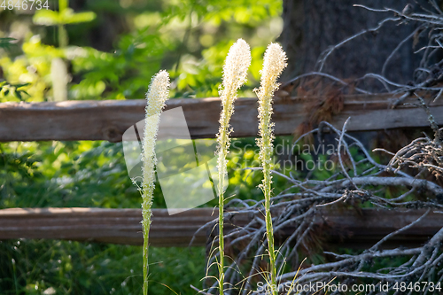 Image of Bear Grass Blooms in mount spokane park