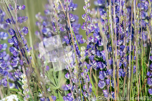 Image of Lupine blooming at Mount Spokane State Park