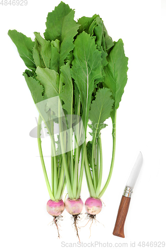 Image of Turnip Organic Vegetables for a Healthy Gut