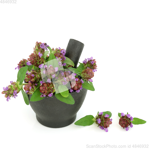 Image of Self Heal Herb for Natural Herbal Remedies 