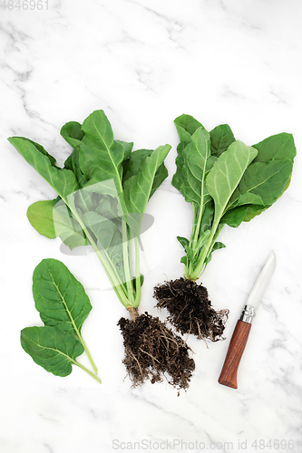 Image of Immune Boosting Fresh Organic Spinach Plants 