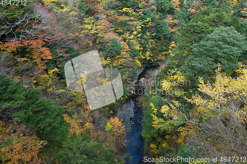 Image of Autumn forest