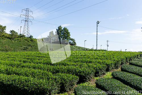 Image of Green tea tree field