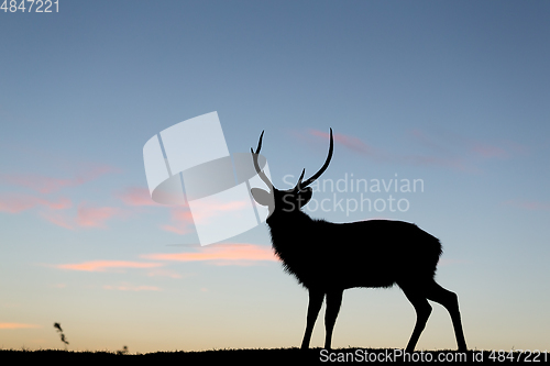 Image of Silhouette of stag deer