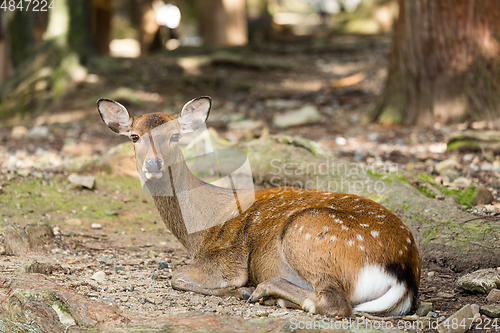 Image of Deer lying down on the ground