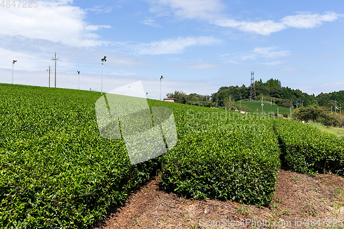 Image of Tea farm