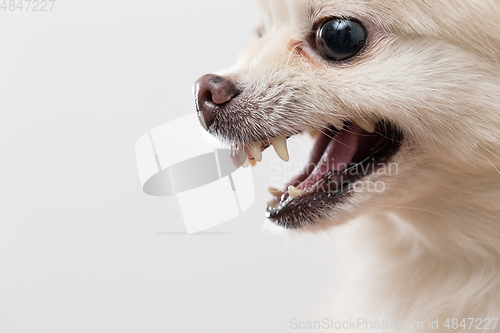 Image of Side profile of Pomeranian showing teeth