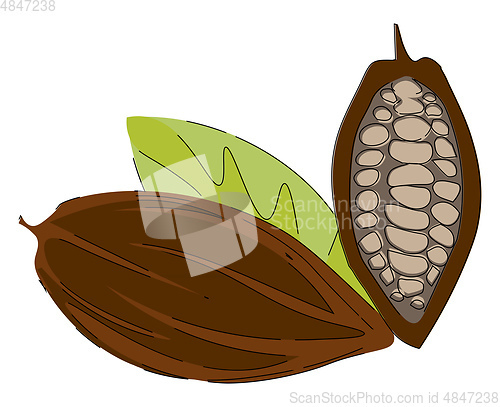Image of Cacao nibs/Clipart of cacao beans vector or color illustration