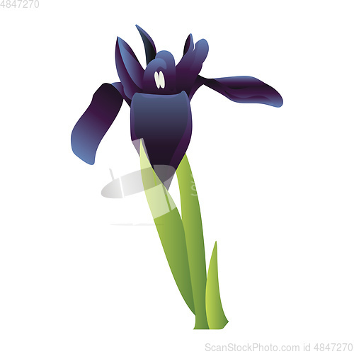 Image of Vector illustration  of blue iris flower with green leafs on whi