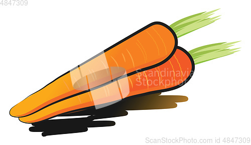 Image of Carrot with green leaf vector or color illustration
