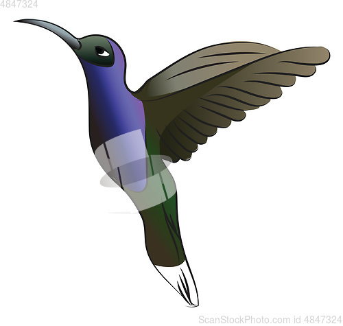 Image of Green & blue hummingbird vector or color illustration