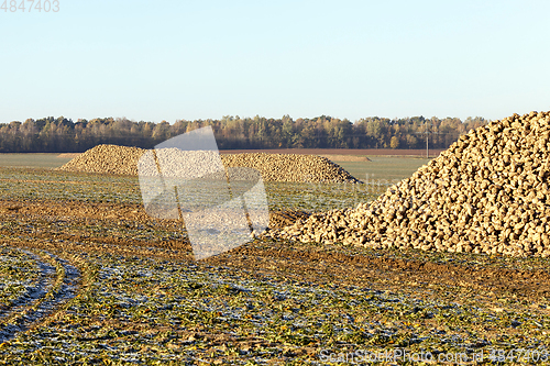 Image of beet harvest, close-up