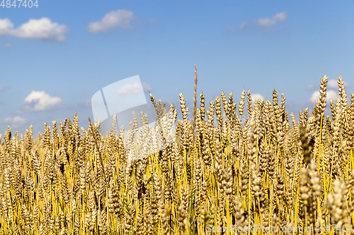 Image of wheat, close up
