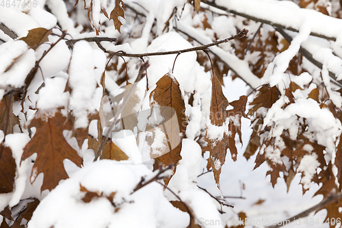 Image of trees in the snow