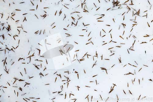 Image of Snow drifts in winter