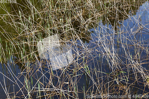 Image of Dry swamp grass