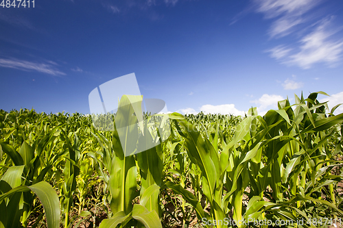 Image of Fresh corn