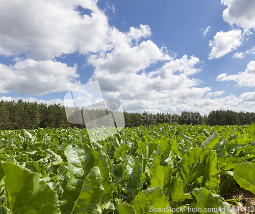 Image of Green agricultural field