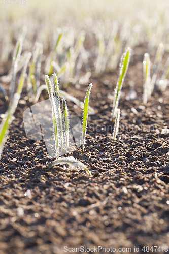 Image of frost on the wheat