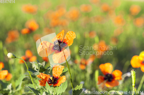 Image of Red poppies flowers