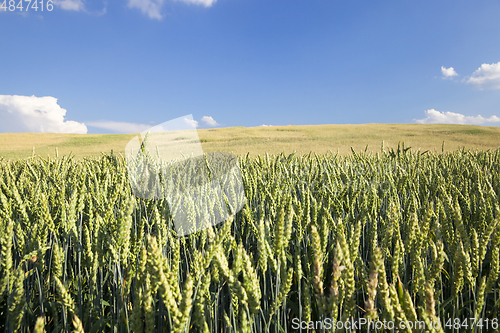 Image of Field with cereal