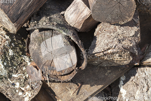 Image of Old logs, close-up