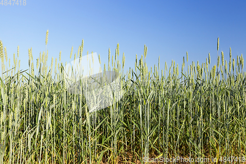 Image of Field with cereal