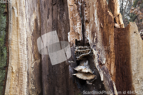 Image of Old broken trunk