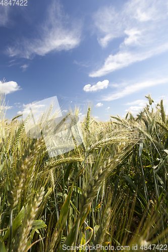 Image of Organic green wheat