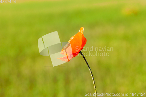 Image of Red poppy