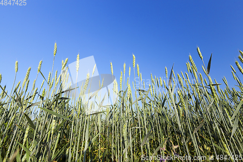 Image of Field with cereal